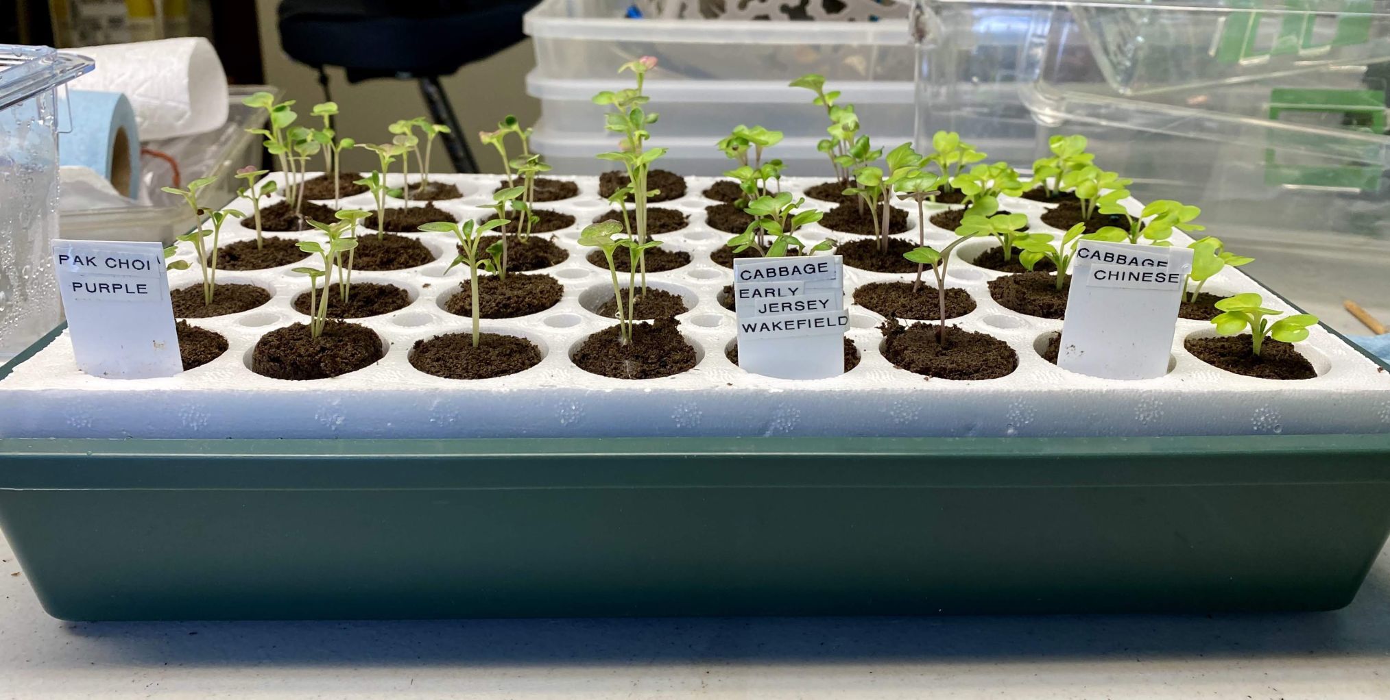 Jorgensen seedlings